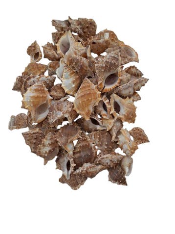 White Chimman Schelpen 500 gram, Ophalen of Verzenden, Nieuw