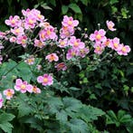 Anemone hupehensis Splendens - Wortelgoed - 5 stuks, Tuin en Terras, Planten | Tuinplanten, Verzenden