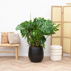 Green Bubble - Monstera Deliciosa - 140cm - Ø45 cm, Huis en Inrichting, Kamerplanten, Ophalen of Verzenden