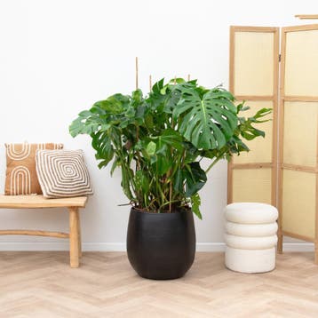 Green Bubble - Monstera Deliciosa - 140cm - Ø45 cm, Ophalen of Verzenden