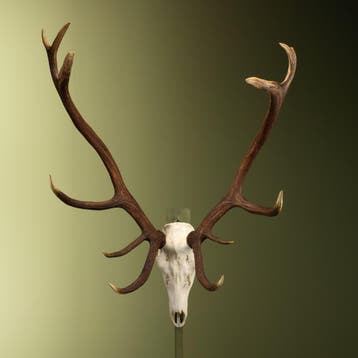 Edelhert Gewei Taxidermie Opgezette Dieren By Max, Verzamelen, Dierenverzamelingen, Ophalen of Verzenden, Nieuw, Wild dier, Opgezet dier