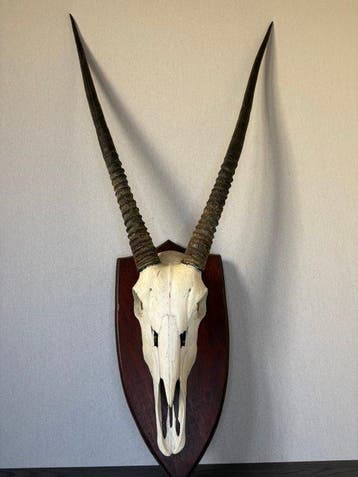 Oryx Schedel van een zoogdier - Oryx gazella - 115 cm - 60, Verzamelen, Nieuw