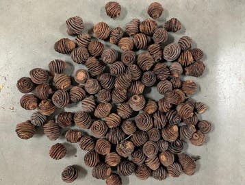 Platyspernum zak 1 kilo voordeelverpakking, Ophalen of Verzenden, Nieuw