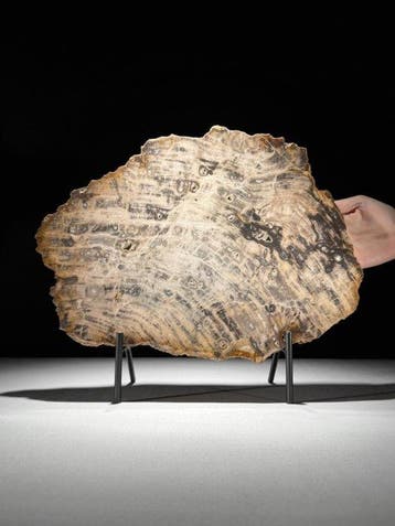 Indrukwekkende grote schijf versteend hout op een maatwerk