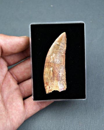 Dinosaurus - Fossiele tand - Deltadromeus Agilis