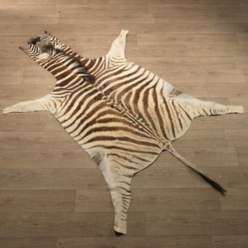 Zebra Huid Taxidermie Opgezette Dieren By Max, Ophalen of Verzenden, Nieuw, Wild dier, Opgezet dier