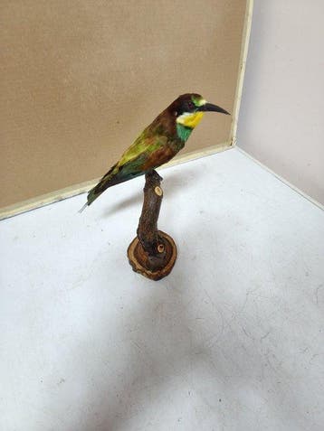 Bijeneter Taxidermie volledige montage - Merops apiastee -, Nieuw