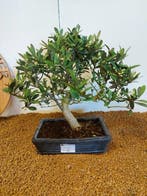 Olijf bonsai (Olea europaea) - Hoogte (boom): 34 cm - Diepte