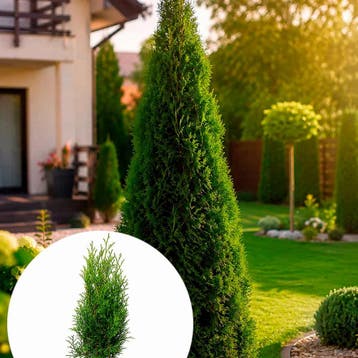 Thuja occidentalis `Smaragd` container (P11) Coniferen, Verzenden, Conifeer, Struik