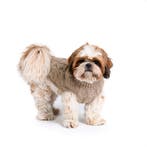 Hand gebreide Hondentrui Beige (Truien, Hondenkleding), Ophalen of Verzenden, Nieuw, Hondenvest