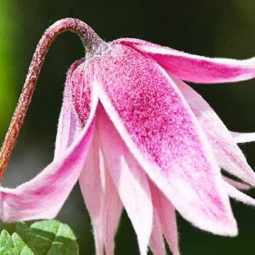 Clematis Pink Flamingo container (C2) Sierplanten, Roze, Tuin en Terras, Verzenden, Overige soorten