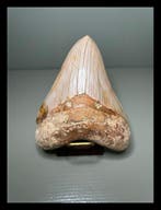 Megalodon - Fossiele tanden - 114 mm - 95 mm