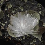 Aragonietster in basaltengeode, Sardinië Geode - Hoogte: 58