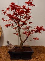 Japanese maple bonsai (Acer palmatum) - Hoogte (boom): 41 cm