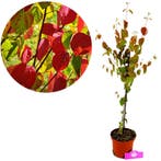 Cercidiphyllum japonicum + pot 17cm, Tuin en Terras, Verzenden