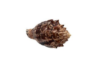 Hebreeuwse voluut - zeeslak  RARITEIT Taxidermie, Antiek en Kunst