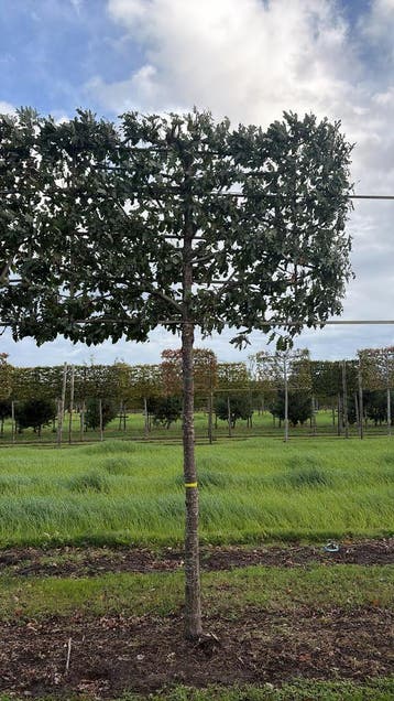 Diverse Leilindes met prachtig bedekt bladscherm!, Leiboom, 250 tot 400 cm