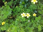 Potentilla fruticosa struikganzerik geel/wit/rood, Ophalen of Verzenden, Minder dan 100 cm