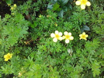 Potentilla fruticosa struikganzerik geel/wit/rood, Ophalen of Verzenden, Minder dan 100 cm