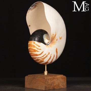 Grote Nautilus Pompilius – Wunderkammer Sculptuur –, Antiek en Kunst