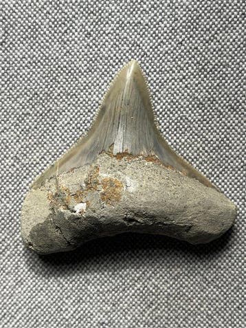 Megalodon tand 6,3 cm - Fossiele tand - Carcharocles