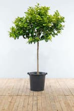 Sinaasappelboom / Citrus Sinensis op stam 150-175 cm, Tuin en Terras, Planten | Tuinplanten