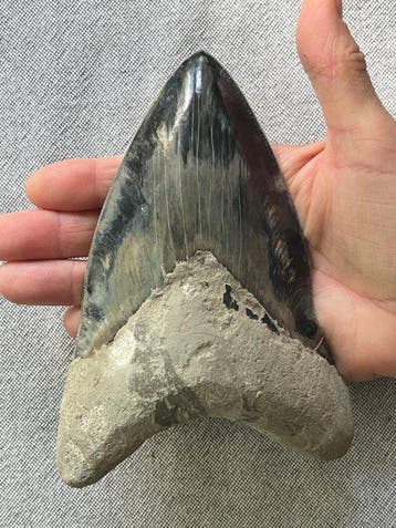 Goliath Megalodon tand 16,3 cm (6,42 inch) - Fossiele tand -
