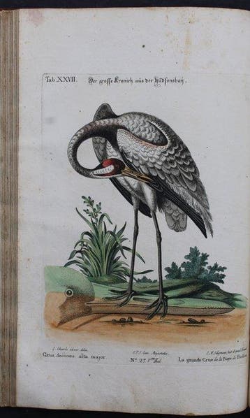 Johann Michael Seligmann - Sammlung verschiedener