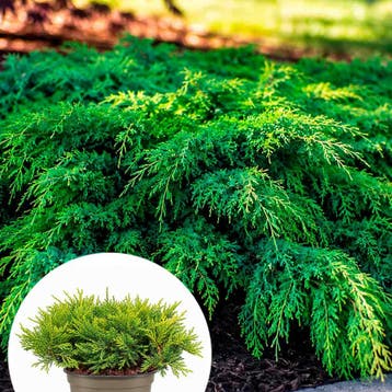 Jeneverbes pfitzeriana `Gold Coast` container (P11) Groen, Verzenden, Conifeer, Struik