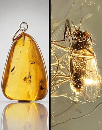 Baltisch amberhanger met zeldzame phoridevlieg –