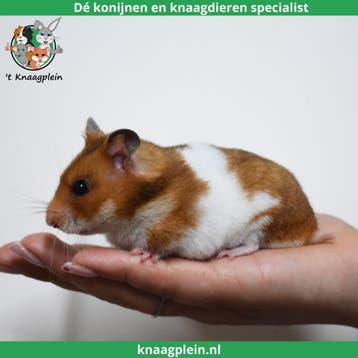 Lieve handtamme Goudhamsters / Syrische hamsters !, Dieren en Toebehoren, Meerdere dieren, Hamster, Tam