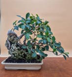 Ficus Retusa - Verzamelingstuk - Hoogte (boom): 23 cm -