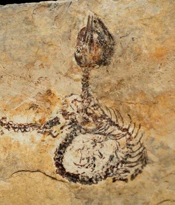 Fossiel - Fossiele matrix - Hyphalosaurus sp. - 11.5 cm -
