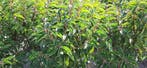 portugese laurierhaag prunus lusitanica portugese laurier, Tuin en Terras, Planten | Struiken en Hagen, Ophalen of Verzenden, Laurier