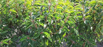 portugese laurierhaag prunus lusitanica portugese laurier, Tuin en Terras, Planten | Struiken en Hagen, Ophalen of Verzenden, Laurier