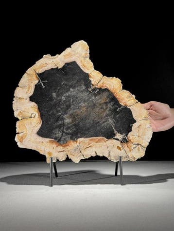 C - Prachtige grote plak versteend hout op een op maat