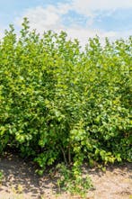 Salix caprea meerstammig