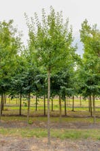 Prunus domestica Opal hoogstam 16/18