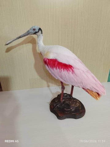 roze spatel Taxidermie volledige montage - Platalea ajaja -, Nieuw