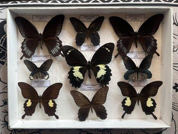 Vlinder Taxidermie volledige montage - Papilios - 40 cm - 30