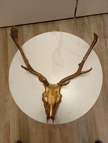 Hert Schedel van een zoogdier - Dama dama - 30 cm - 70 cm -, Verzamelen, Nieuw