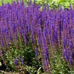 Salvia Nemorosa Ostfriesland - Wortelgoed - 5 stuks, Verzenden