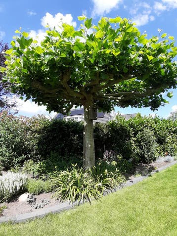 Dakbomen, Dakplataan, dakmoerbei, dakvorm, Halfschaduw, Ophalen of Verzenden, Lente, Dakboom