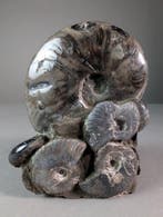 Tanatocenose - Gefossiliseerd dier - Cleoniceras sp. &amp;, Verzamelen, Mineralen en Fossielen