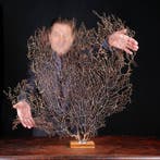 Natuurlijke zwarte Gorgonia - Een moderne Wunderkammer -, Verzamelen