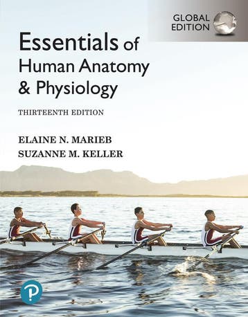 Essentials of Human Anatomy & Physiology, Global Edition, Boeken, Verzenden, Gelezen, Elaine Marieb