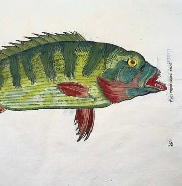 Aldrovandi; Fish, Perch - hand coloured folio with 2