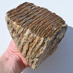 Wolharige mammoet - Fossiele tand - Mammuthus primigenius -, Verzamelen, Mineralen en Fossielen