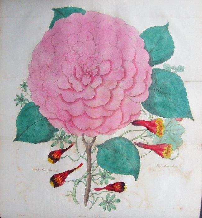 Joseph Harrison [editor] - The Floricultural Cabinet &, Antiek en Kunst, Antiek | Boeken en Bijbels