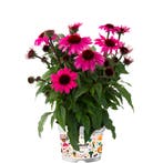Echinacea Sombrero® Rose (Roze, Herfstplanten kopen?), Volle zon, Vaste plant, Siergrassen, Ophalen of Verzenden